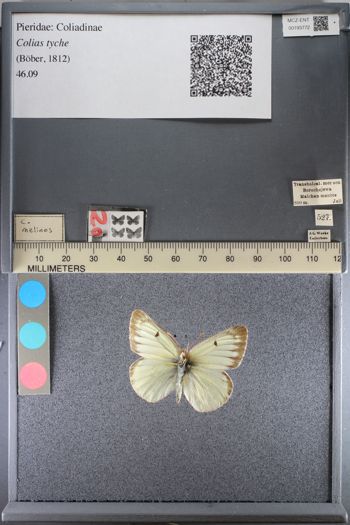 Media type: image;   Entomology 193772